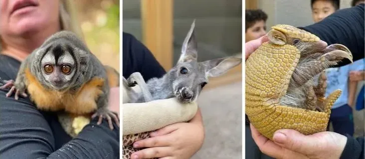 Exotic Animal Collage