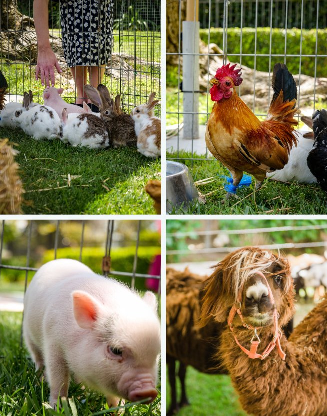 Easter Petting Zoo