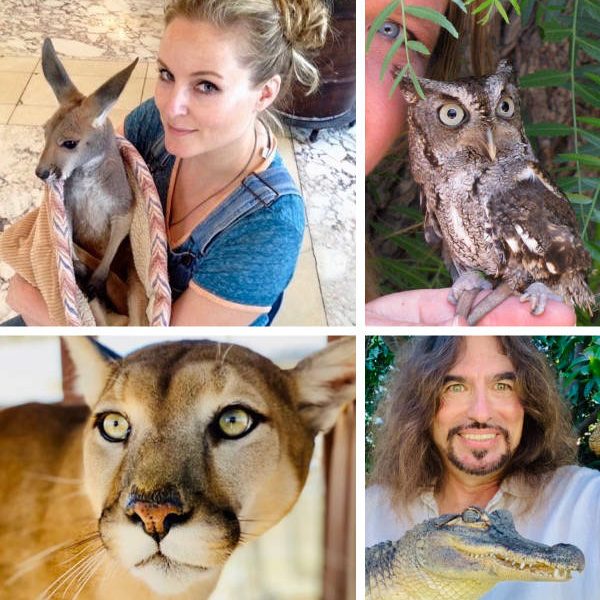 Exotic animal collage with a kangaroo, a mountain lion, alligator and an owl.