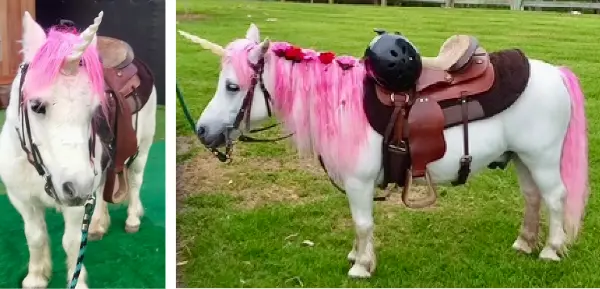marshmallow the unicorn