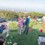 Chick Pony Party