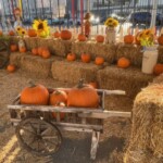 Pumpkin Patch